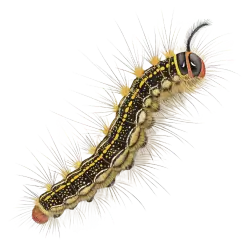 Imagen PNG para descargar